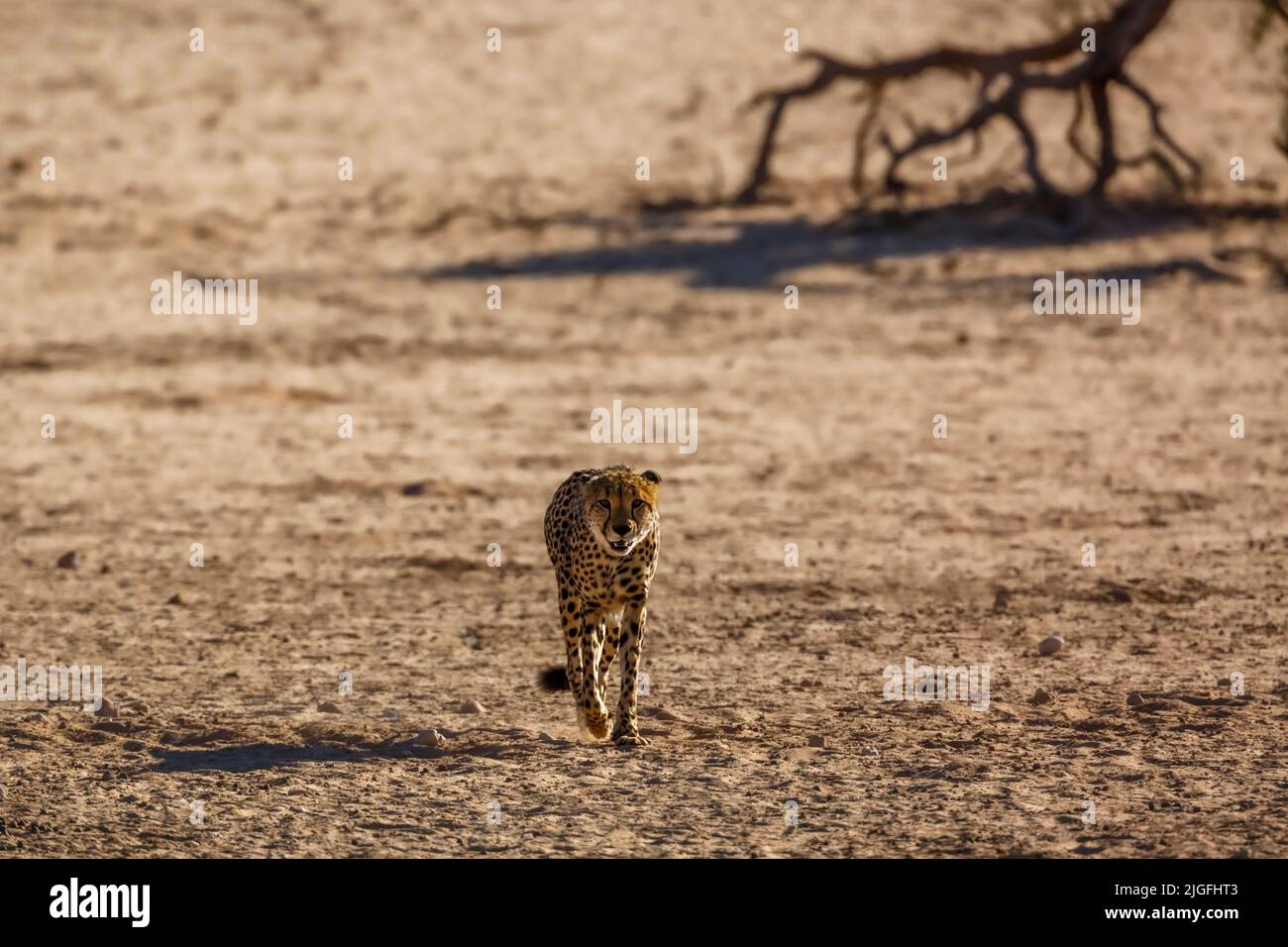 Cheetah walking front view in desert land in Kgalagadi transfrontier