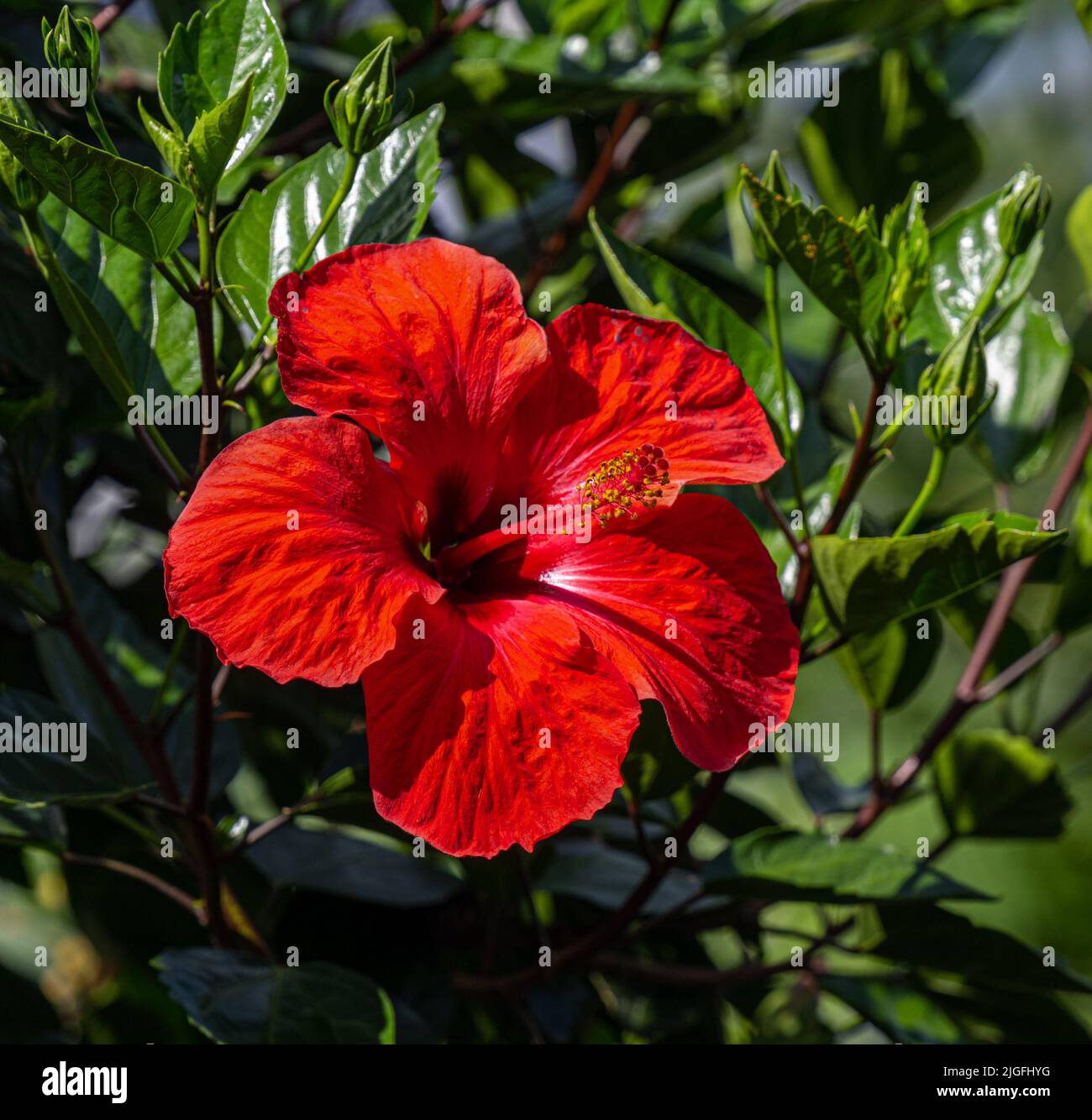 Chinese hibiscus, or Rose-of-China, or Hawaiian hibiscus (Hibiscus rosa-sinensis) Stock Photo