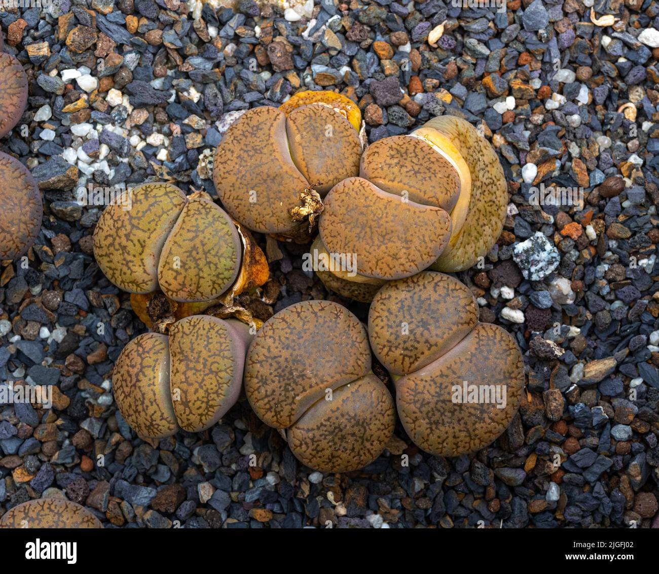 Lithops aucampiae is a species of flowering plant in the family Aizoaceae, found in South Africa. Stock Photo