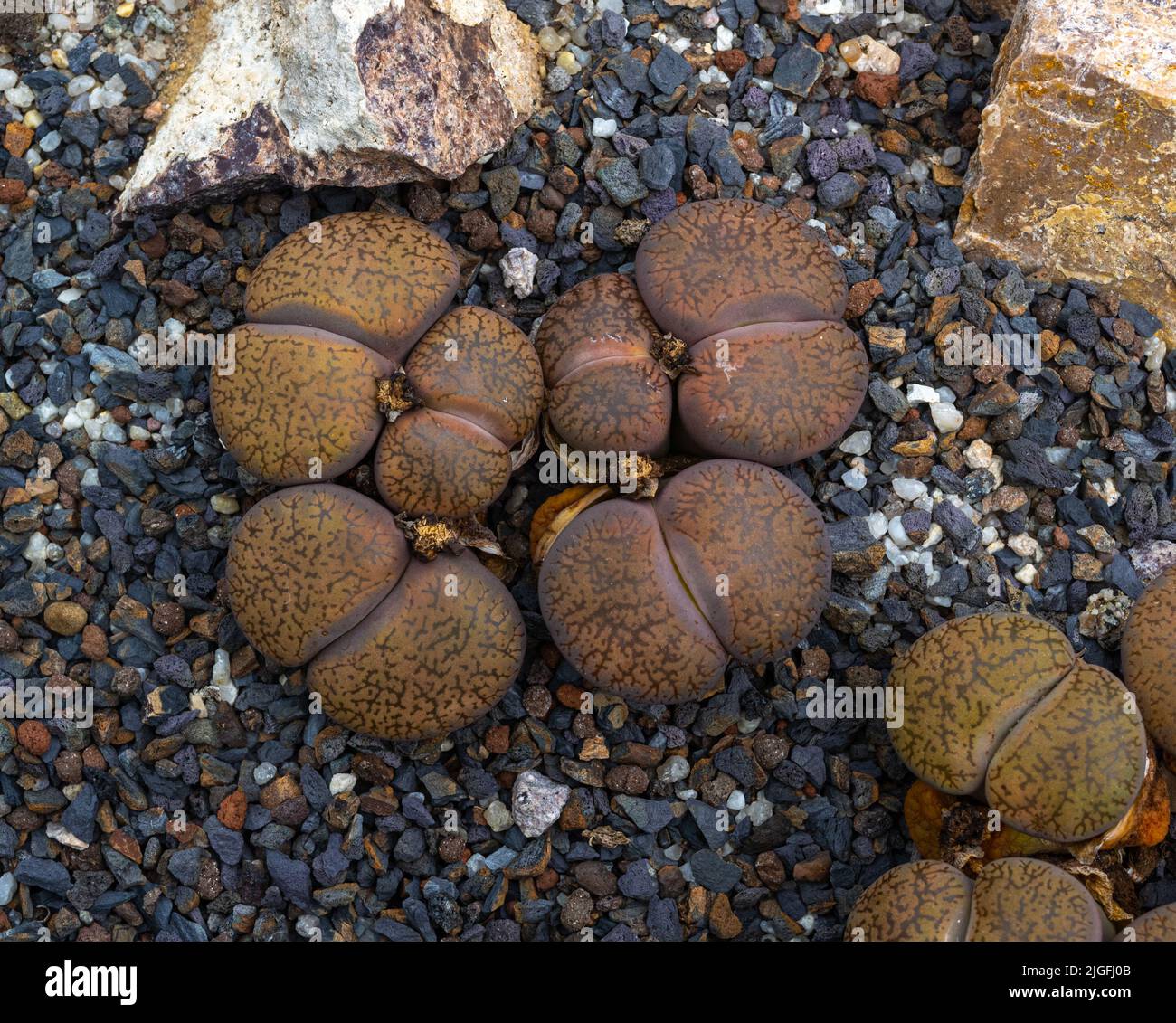 Lithops aucampiae is a species of flowering plant in the family Aizoaceae, found in South Africa. Stock Photo