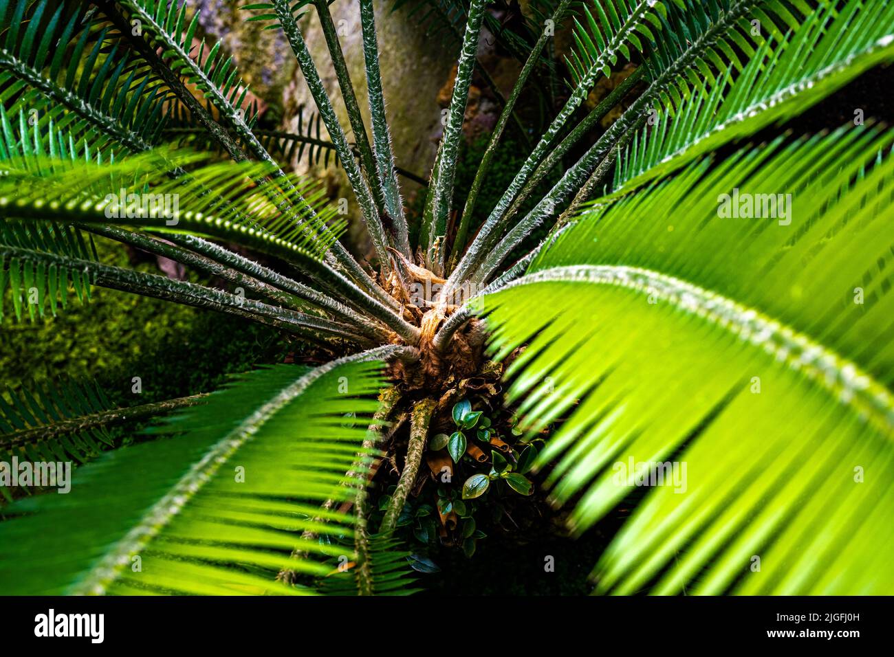 Dioon edule male (Mexican Double Palm Fern). Botanical garden Heidelberg, Baden Wuerttemberg, Germany Stock Photo