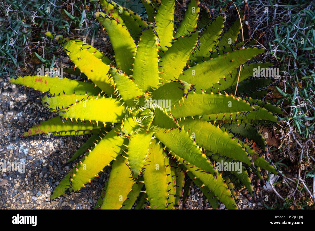 Aloe karasbergensis is a plant species of the genus Aloe in the subfamily of the Asphodelaceae (Asphodeloideae). Stock Photo
