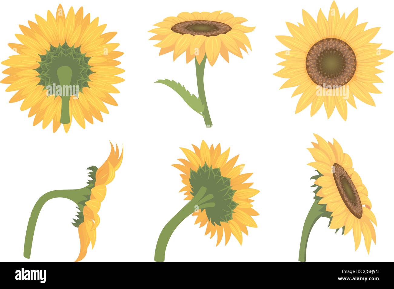 Sunflowers. Cartoon botanical illustrations of yellow beautiful flowers in various points of view exact vector colorful pictures set Stock Vector