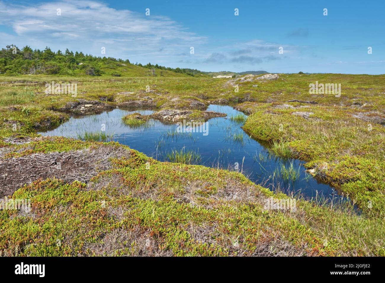 A fen is a type of peat accumulating wetland.  This particular fen is located aling the Louisbourg Lighthouse Coastal Trail in Cape Breton. Stock Photo