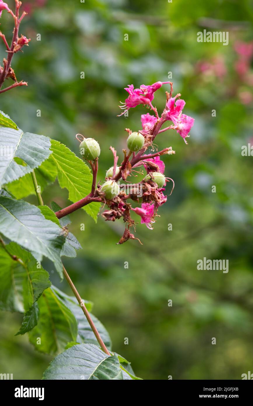 Aesculus × carnea, Briotii, chestnut tree flowers and seeds Stock Photo