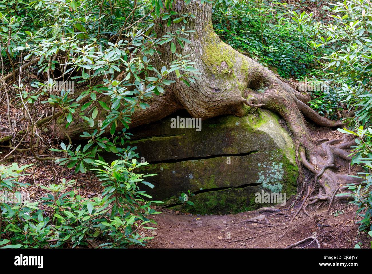 Tree roots grow over and around a large boulder along the hiking trail along the Little River in Dupont Forest in North Carolina Stock Photo