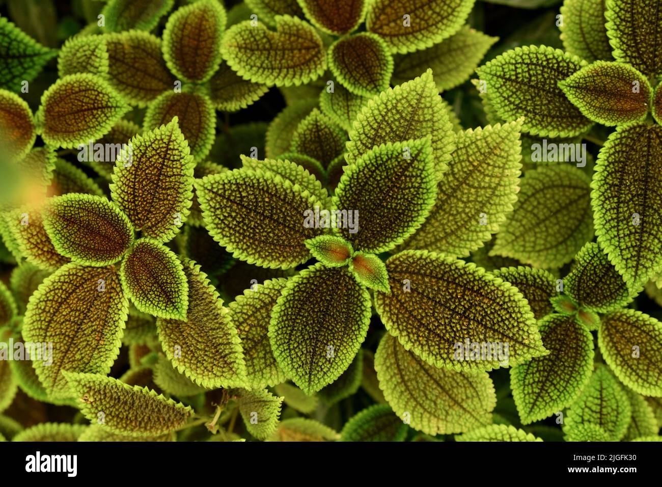 Pilea mollis is a species Urticaceae Stock Photo