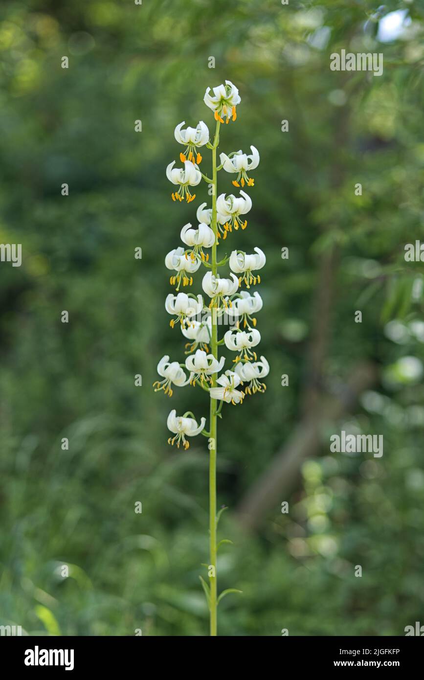 Lilium martagon album Lillie Stock Photo