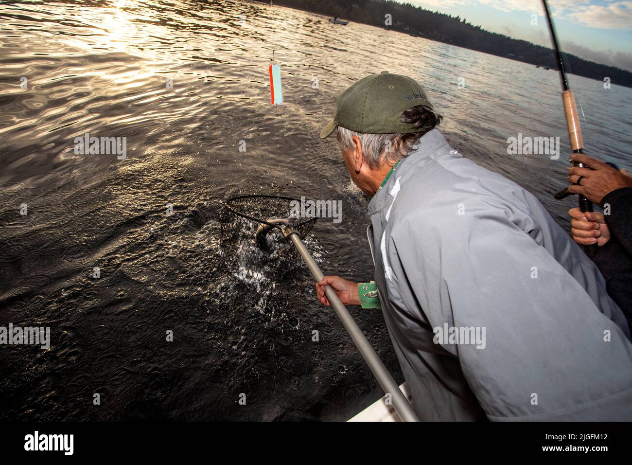 WA20633-00....WASHINGTON - Phil Russell nets a salmon  caught in the Puget sound. Stock Photo