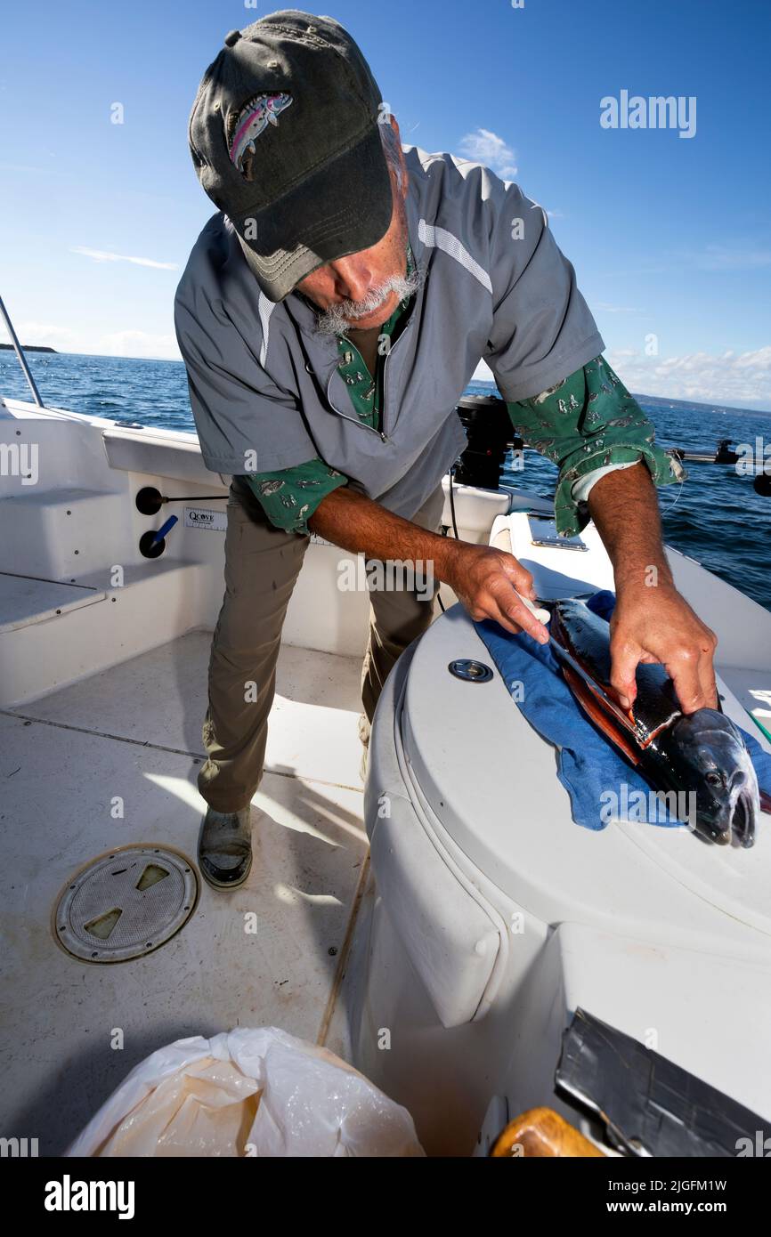 WA20634-00....WASHINGTON - Phil Russell flays a fresh caught salmon  from the Puget Sound.  MR #R8 Stock Photo