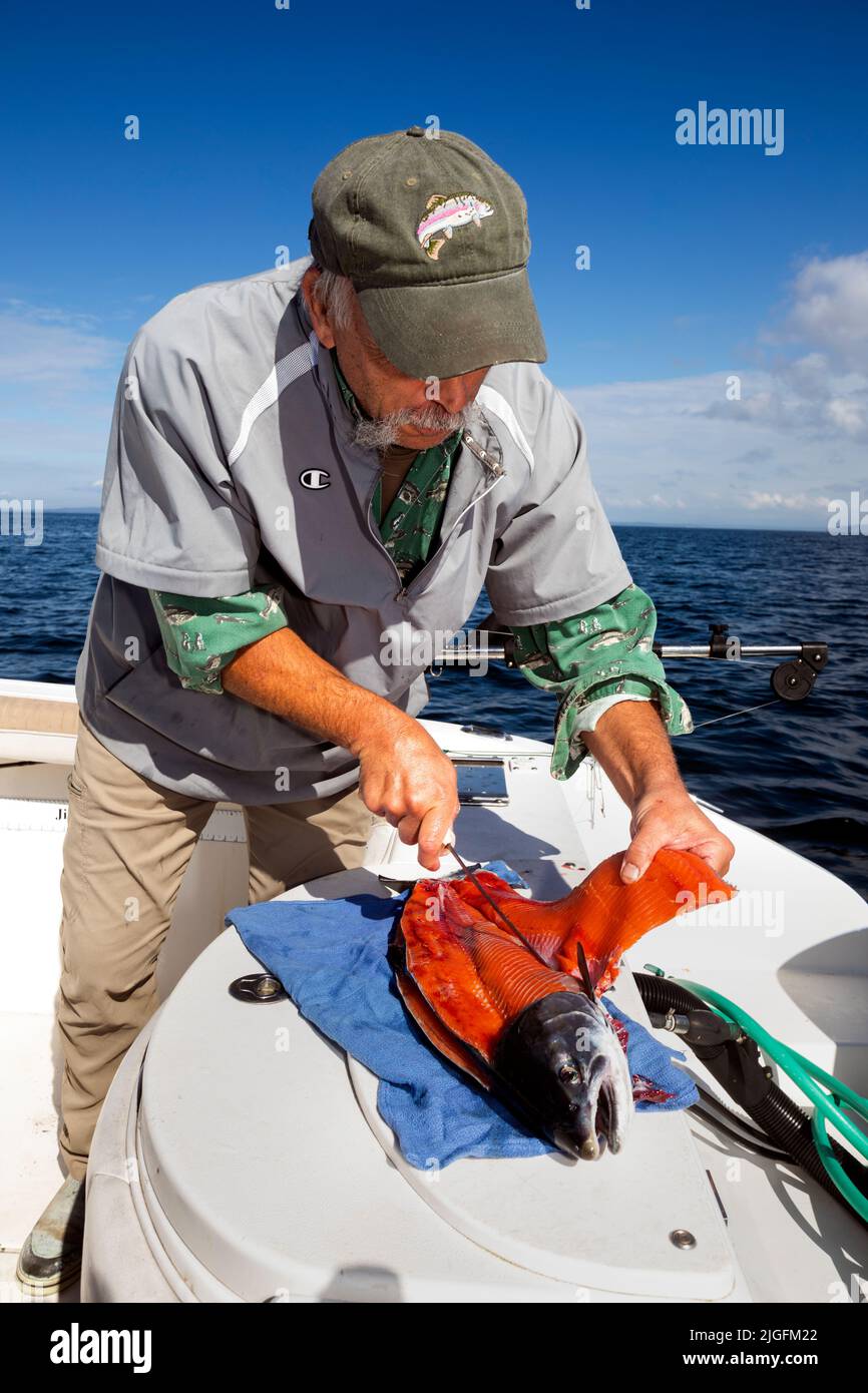 WA20635-00....WASHINGTON - Phil Russell flays a fresh caught salmon  from the Puget Sound.  MR #R8 Stock Photo