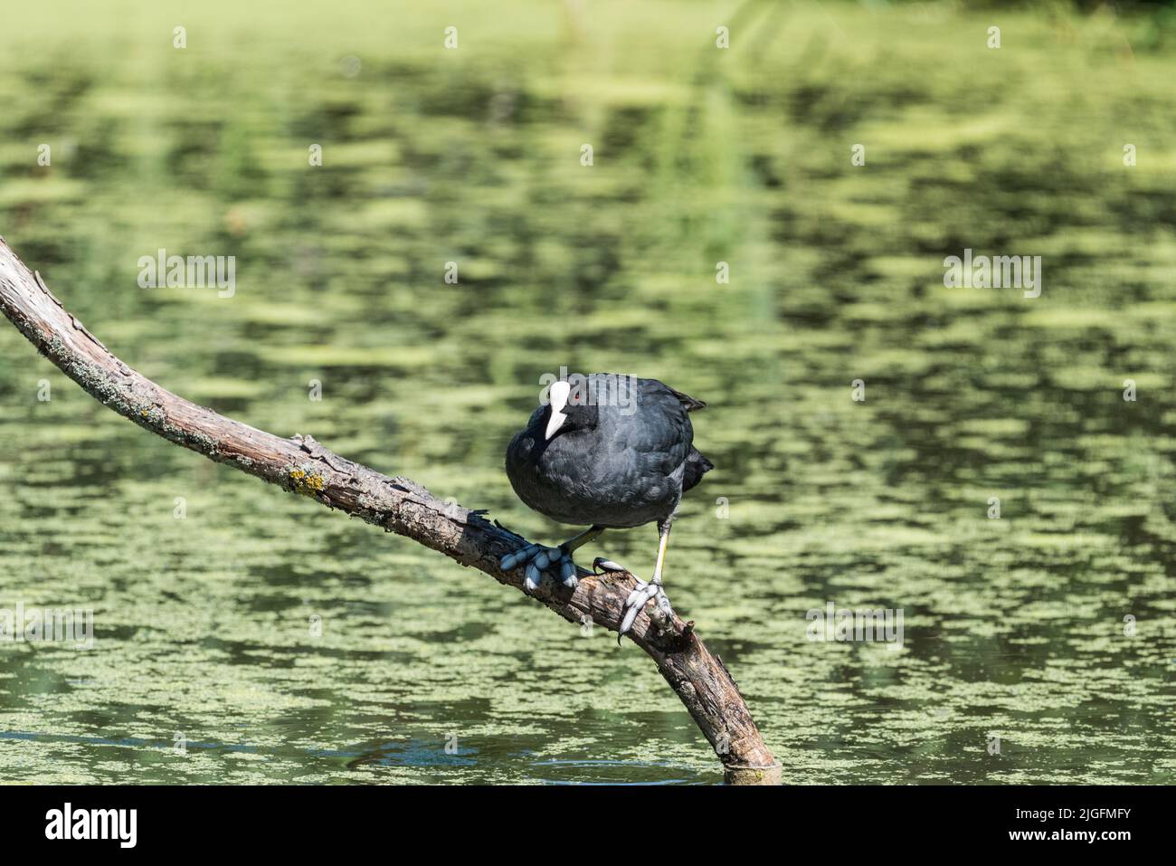Perched adult Coot (Fulica atra) Stock Photo