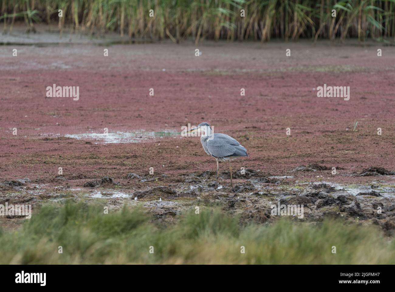 Standing Grey Heron (Ardea cinerea) Stock Photo