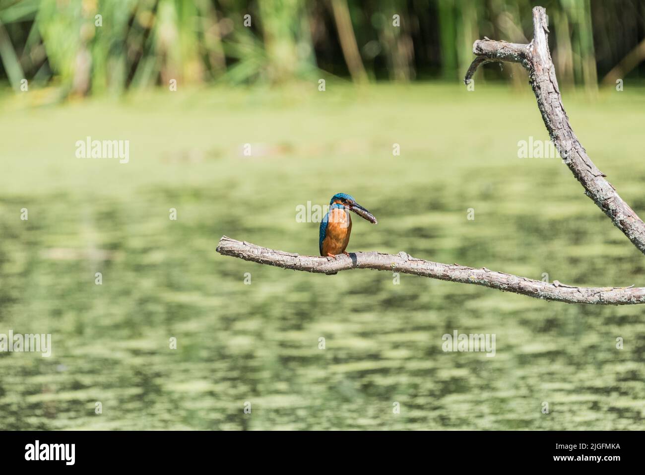 Kingfisher (Alcedo atthis) with fish Stock Photo