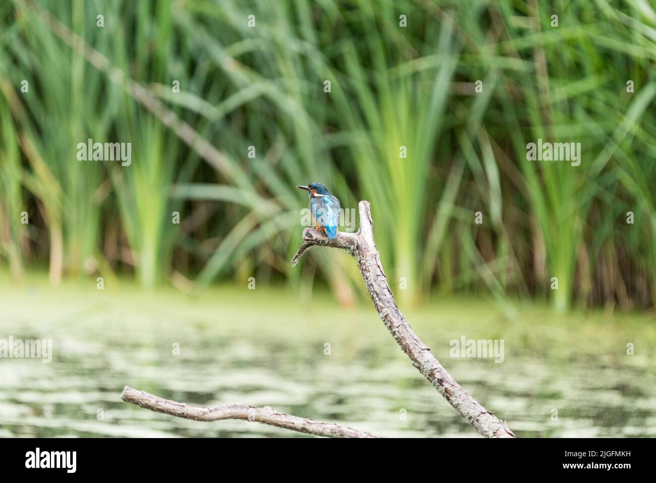Kingfisher (Alcedo atthis) Stock Photo