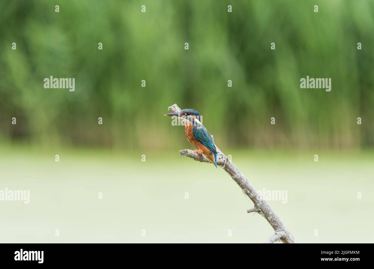 Perched female Kingfisher (Alcedo atthis) Stock Photo
