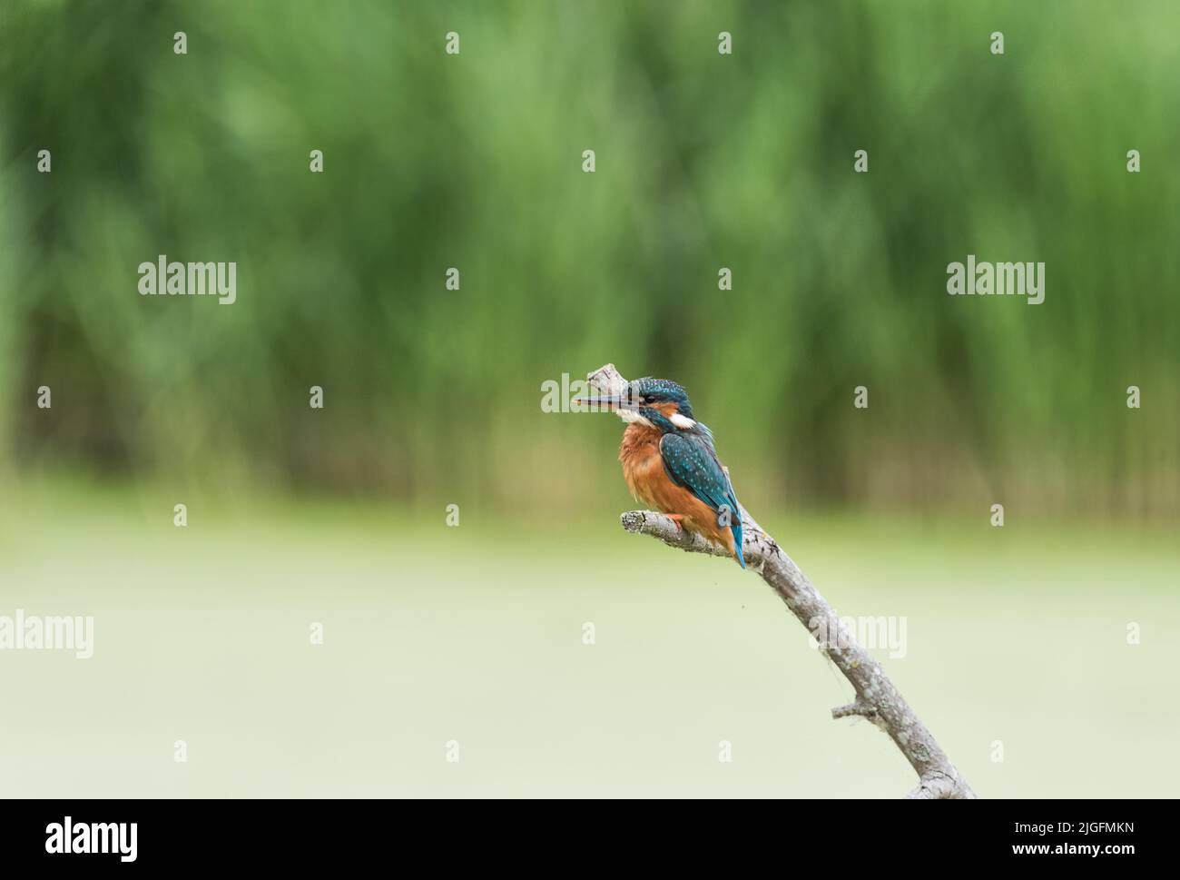 Perched female Kingfisher (Alcedo atthis) Stock Photo