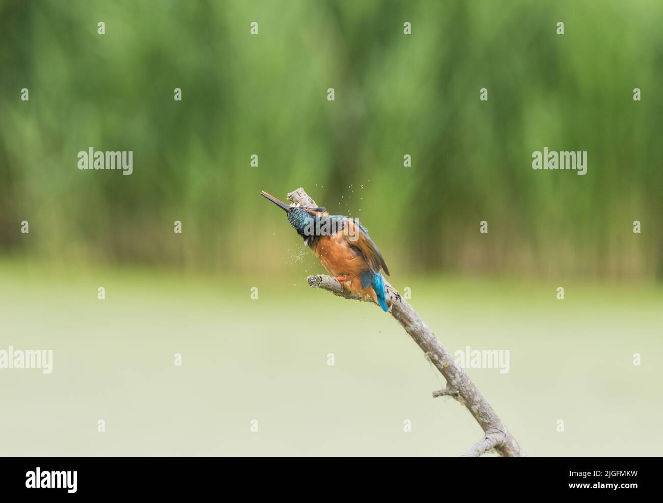 Shaking Kingfisher (Alcedo atthis) Stock Photo