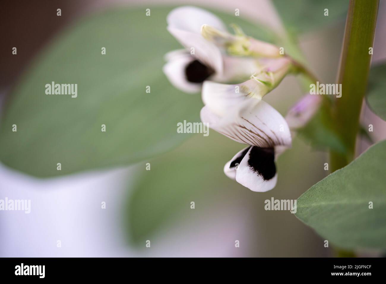 Broad bean flowering in Spring Stock Photo Alamy