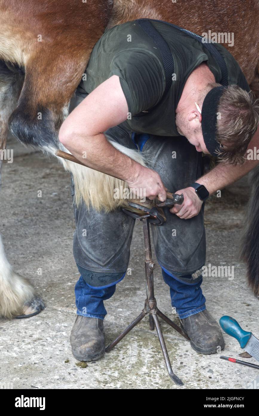 Farrier shoeing a horse. Stock Photo