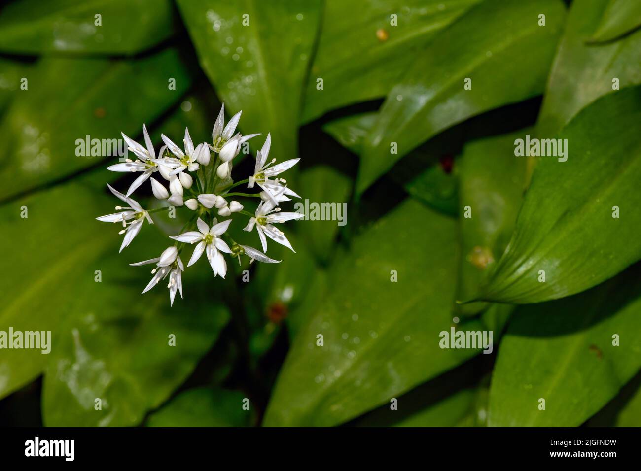 Norske planter hi-res stock photography and images - Alamy