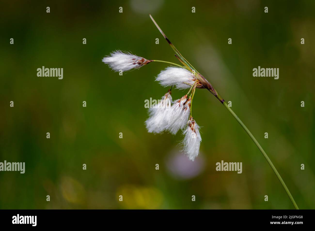 Common cottongrass (Eriophorum angustifolium) from Hidra, south-western  Norway in June Stock Photo - Alamy