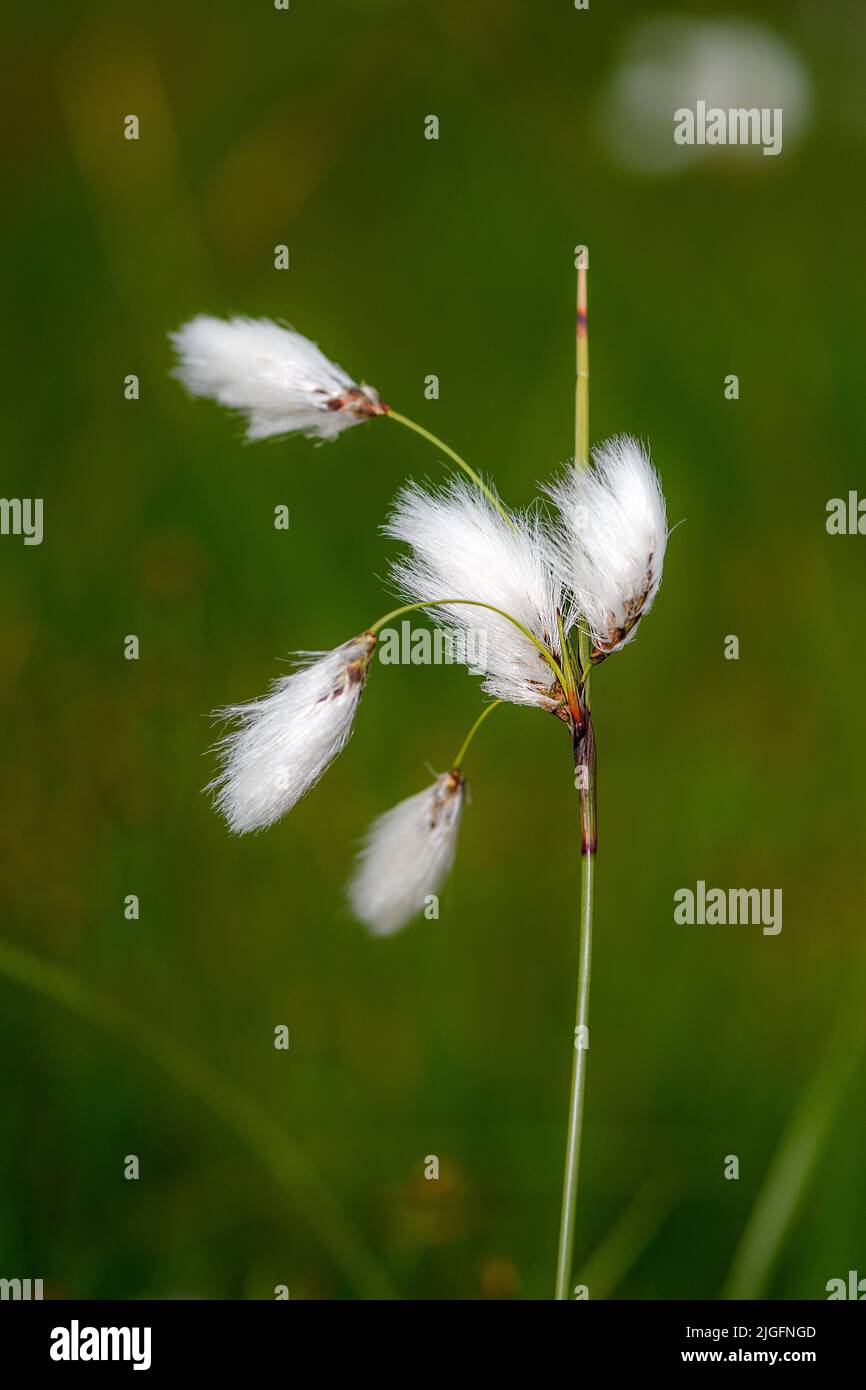 Eriophorum angustifolium duskull hires stock photography and images