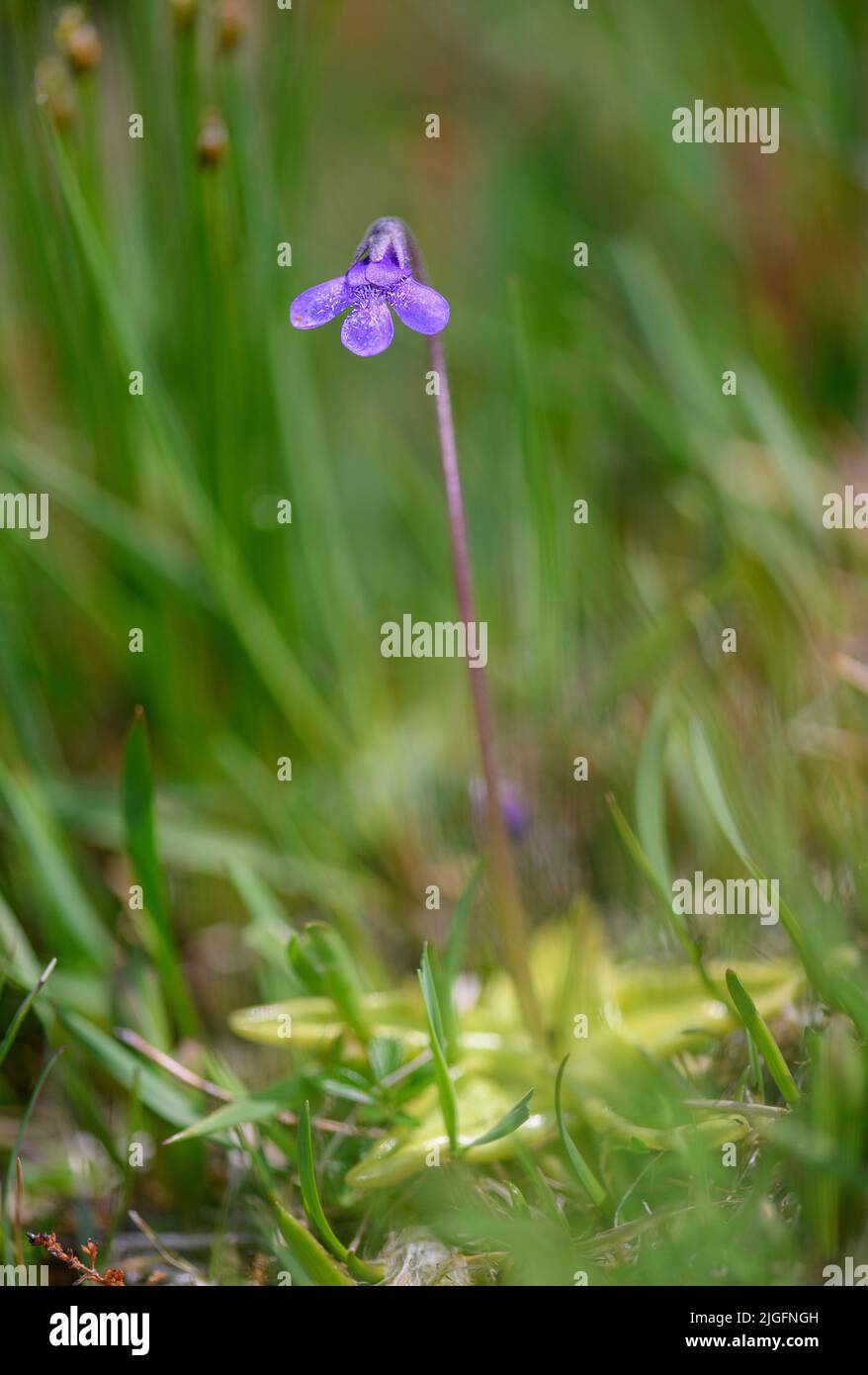 Common butterwort (Pinguicula vulgaris) from Hidra, south-western Norway in June. Stock Photo