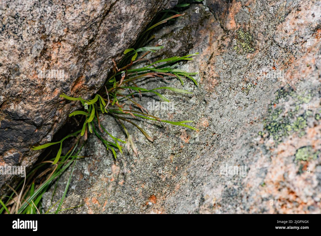 Northern spleenworth (Asplenium septentrionale ) from Hidra, south-western Norway in June. Stock Photo