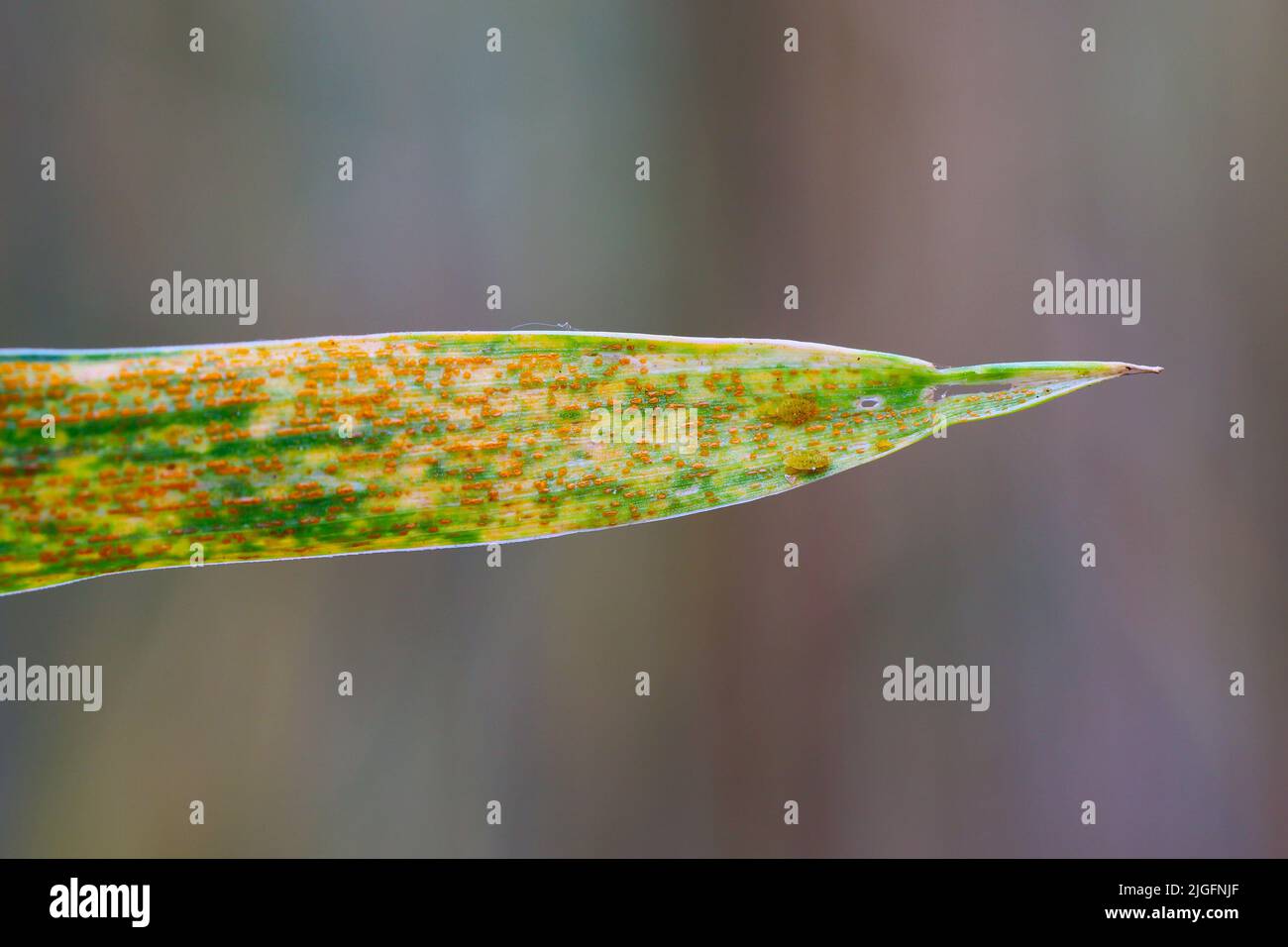 Aphids and fungal disease symptoms on a cereal leaf. Stock Photo