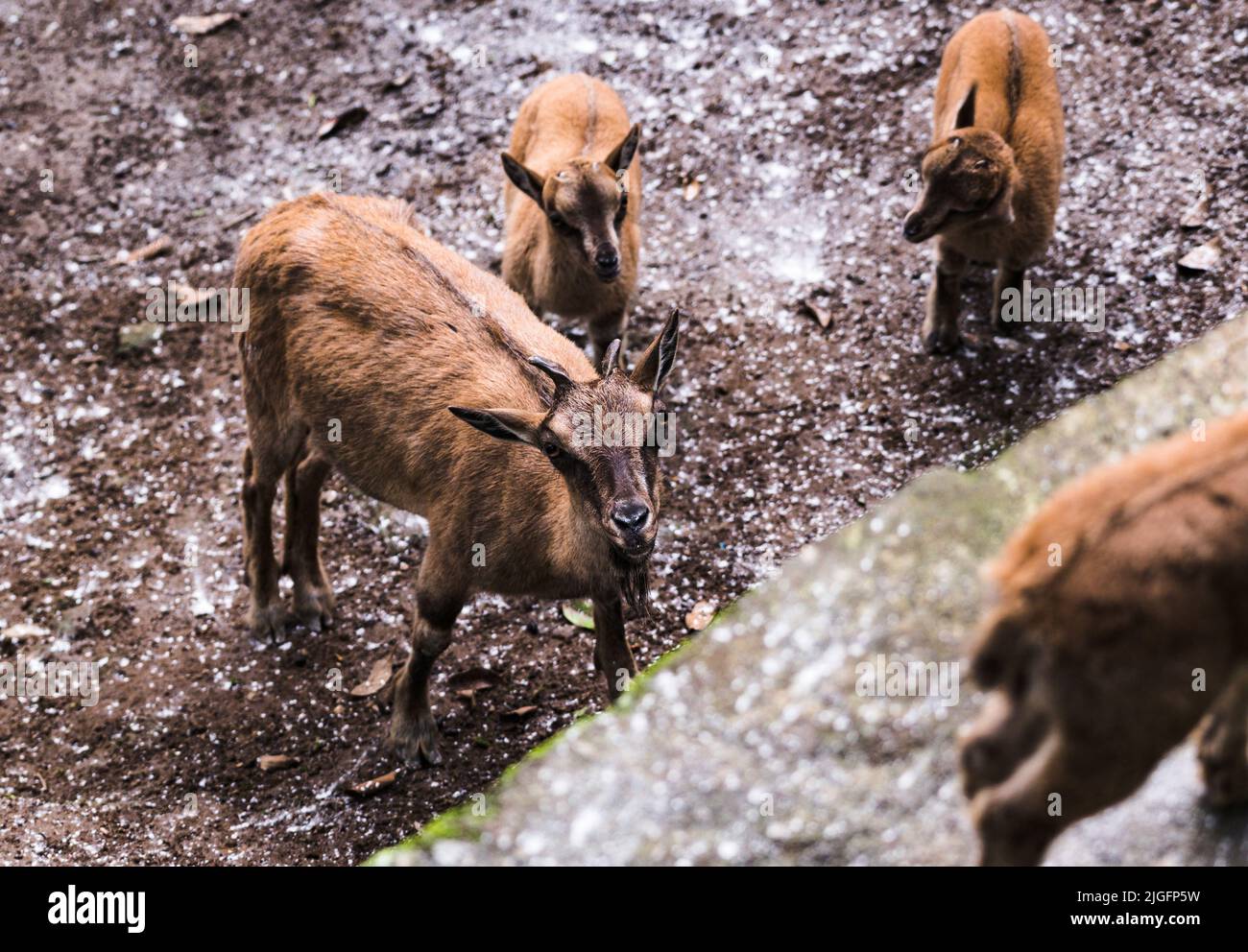 Pakistan national animal hi-res stock photography and images - Alamy