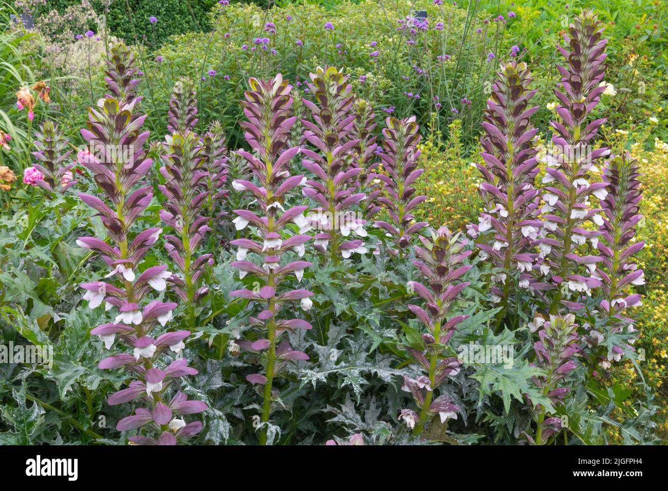 The statuesque form of the acanthus spinosus or spiney bears breath, a deciduous perennial with handsome dark green leaves and shapes forming columns Stock Photo