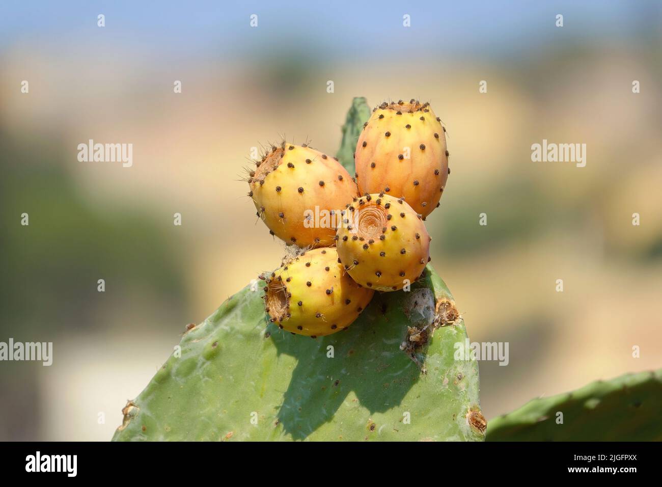 Fruits of Prickly pear cactus with fruits also known as Opuntia, ficus-indica, Indian fig opuntia in Lampedusa, Sicily, Italy Stock Photo