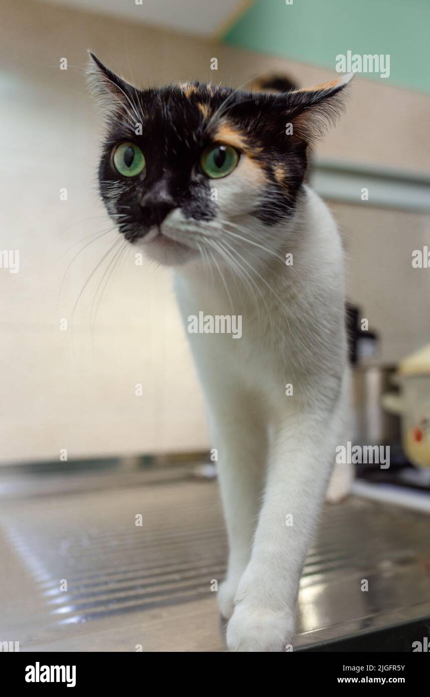 Tricolor cat in the kitchen . portrait of an animal Stock Photo - Alamy