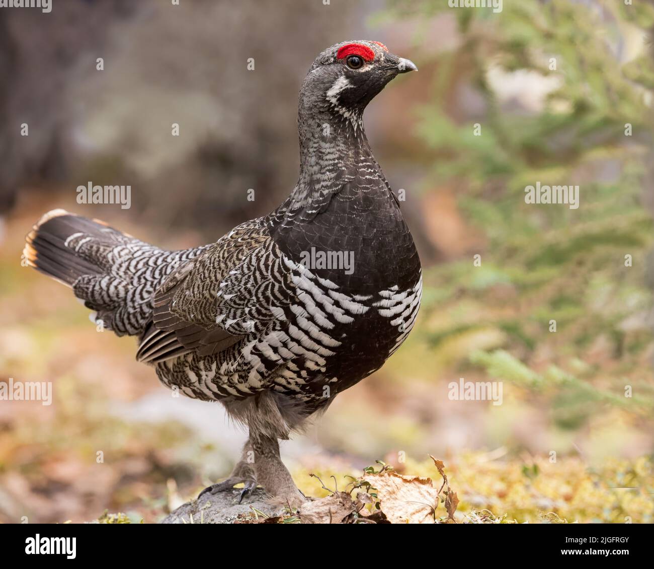 A Spruce Grouse shows off his red eyebrow during a breeding display. Stock Photo