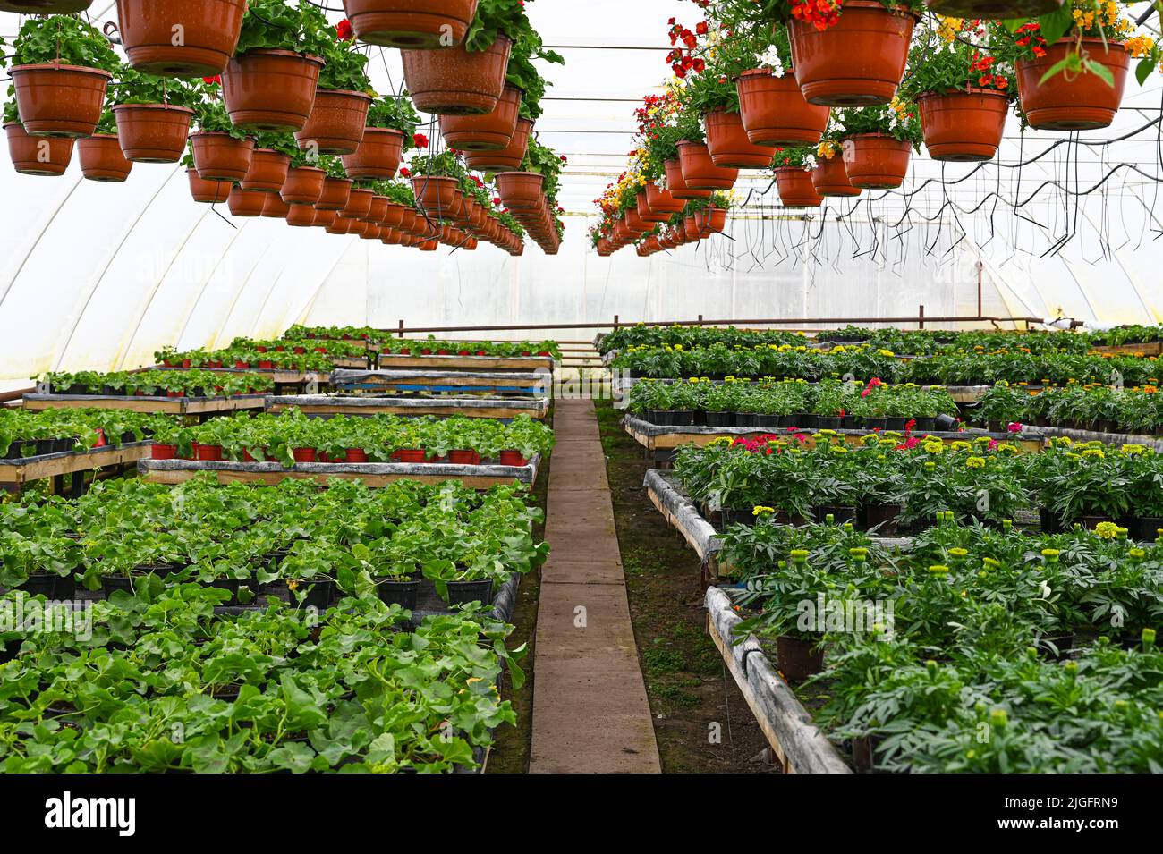 Various plants growing in pots at glasshouse. Flower nursery