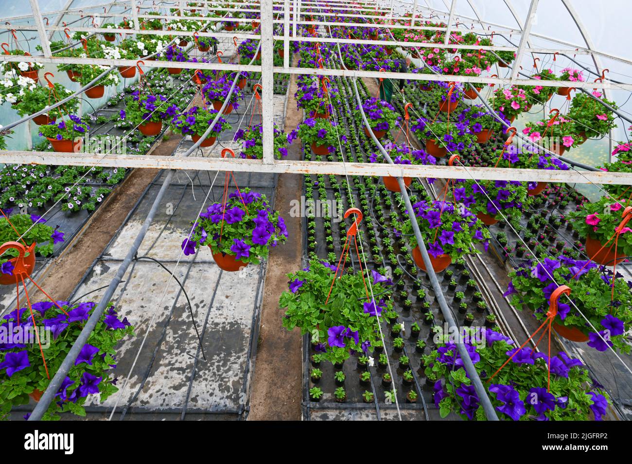 Greenhouses for growing flowers. Floriculture industry Stock Photo Alamy