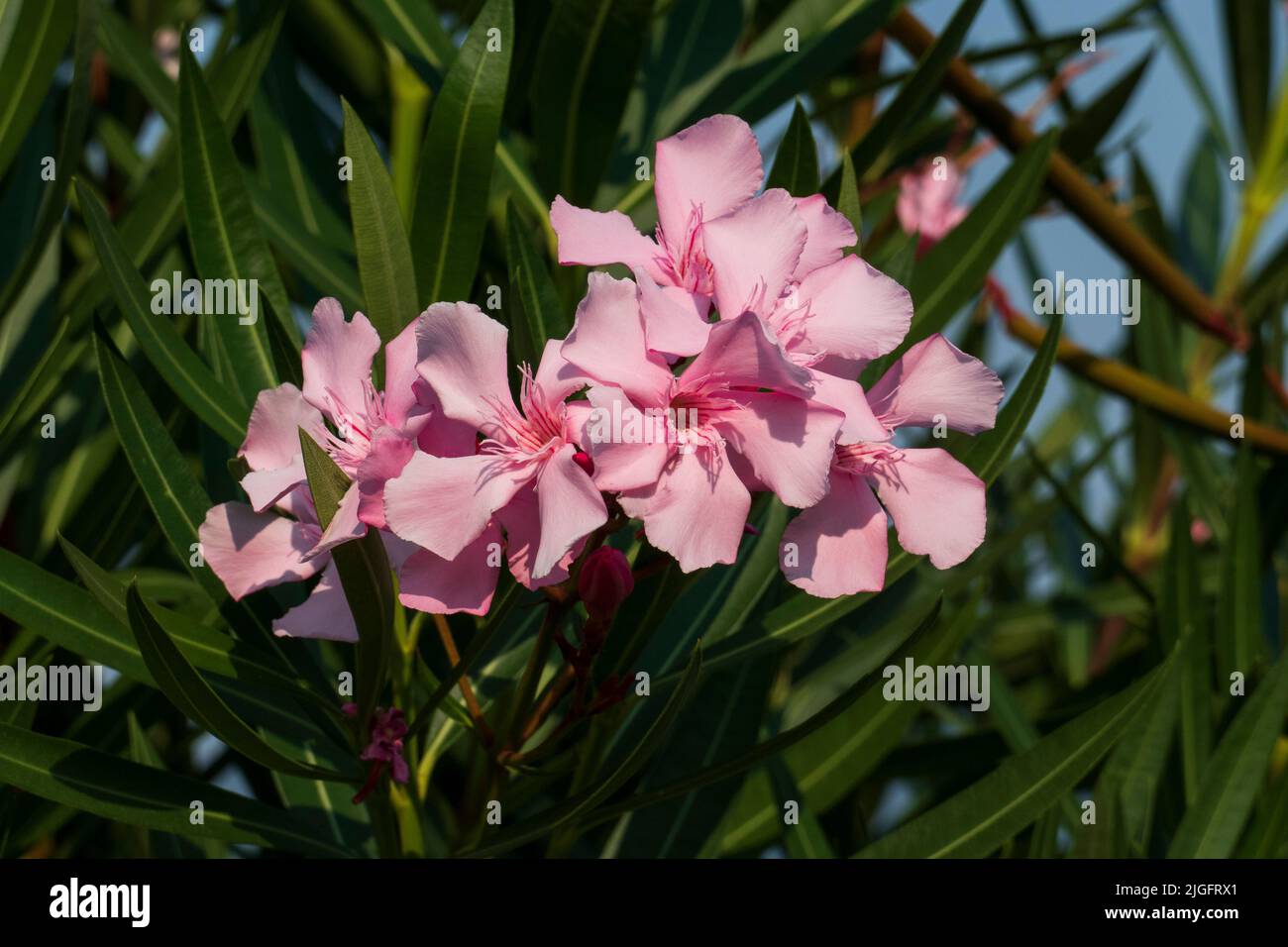 Oleander Blüte in rosa pink, mit grünen Blättern Stock Photo