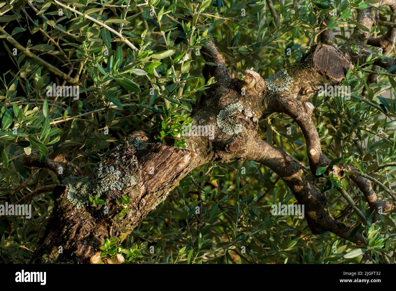 Alter knorriger Baum, Olivenbaum, mit Verknorpelungen und Astlöchern Stock Photo