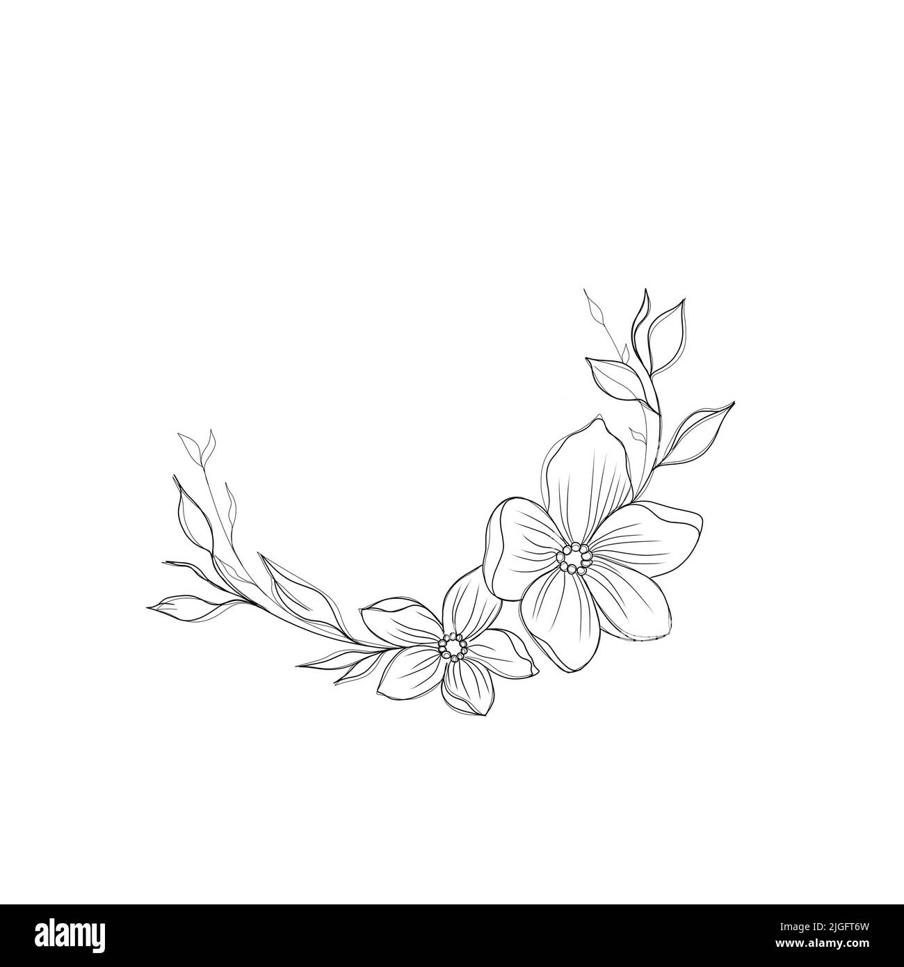 Flowers Periwinkle. Hand drawing. Outline. On a white background ...