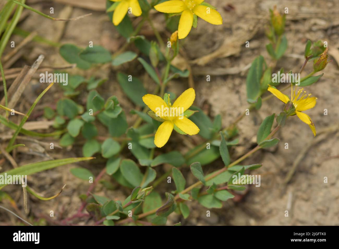 Trailing St John's Wort Hypericum humifusum in flower Stock Photo