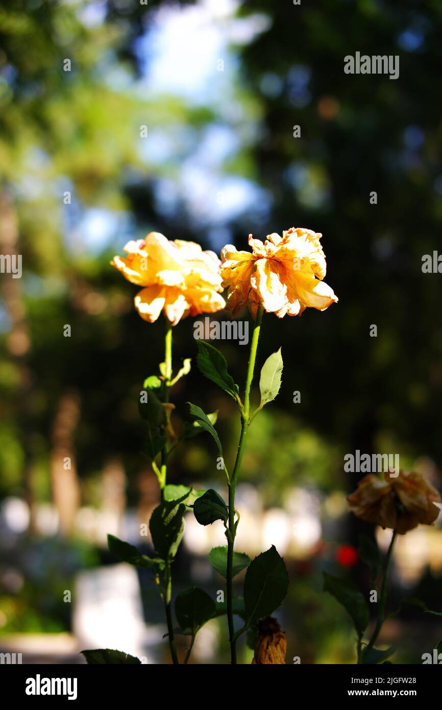 Yellow rose dried on its branch Stock Photo