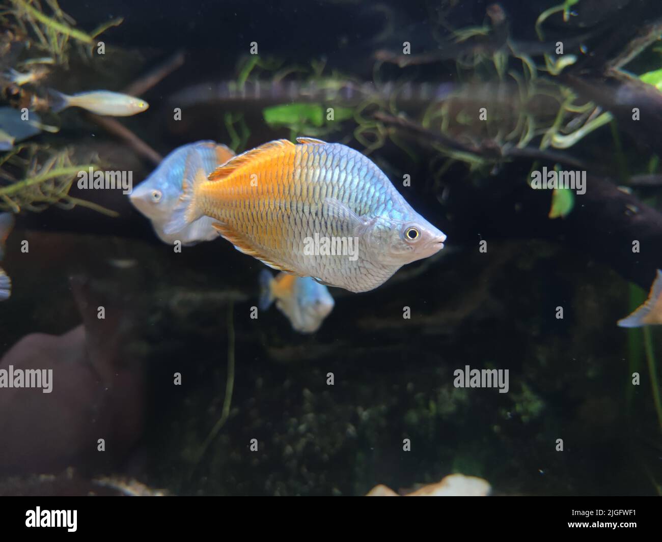 A closeup shot of a Boeseman's rainbowfish swimming in the water Stock Photo
