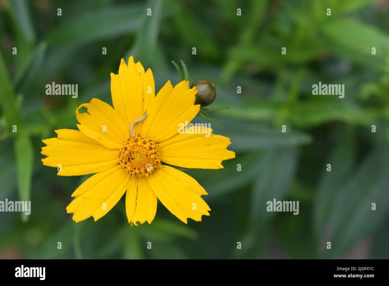 An inchworm on a coreopsis flower. Stock Photo