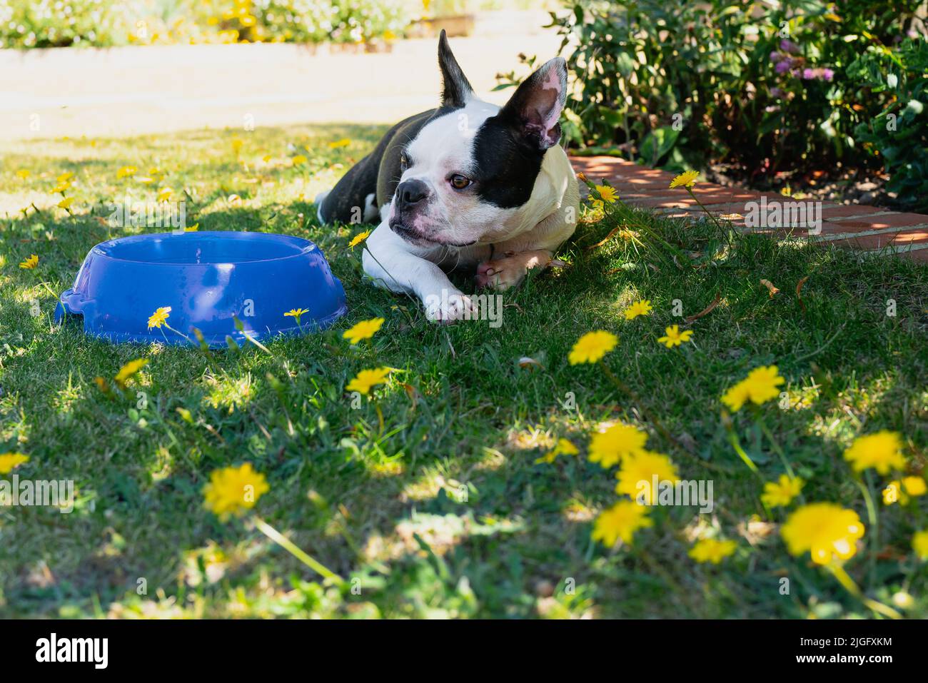 Boston Terrier dog lying down on grass with danelions, next to a water bowl. The dog is lying in the shade on a hot day. Stock Photo