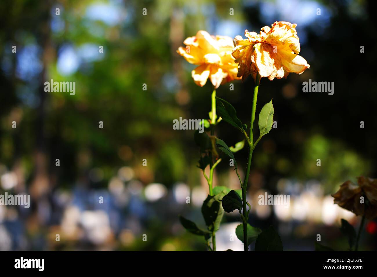 Yellow rose plant dried on branch bookeh with green background outdoor Stock Photo