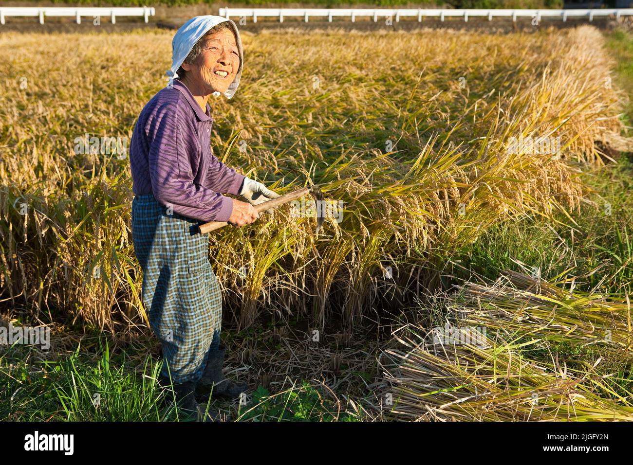 An elderly woman cuts rice stalks at harvest in rural Kumamoto, Kyushu, in Japan Stock Photo