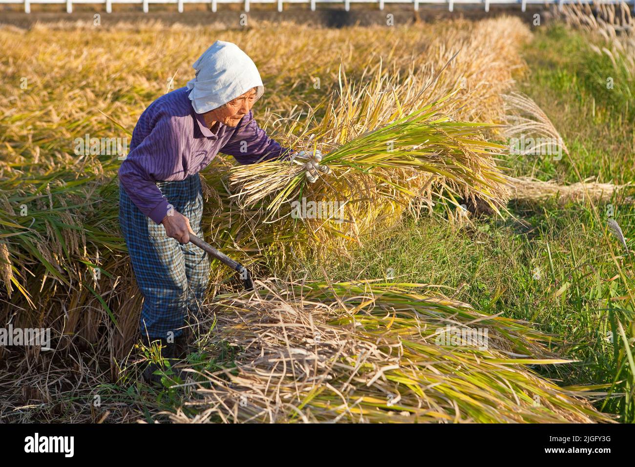 An elderly woman cuts rice stalks at harvest in rural Kumamoto, Kyushu ...