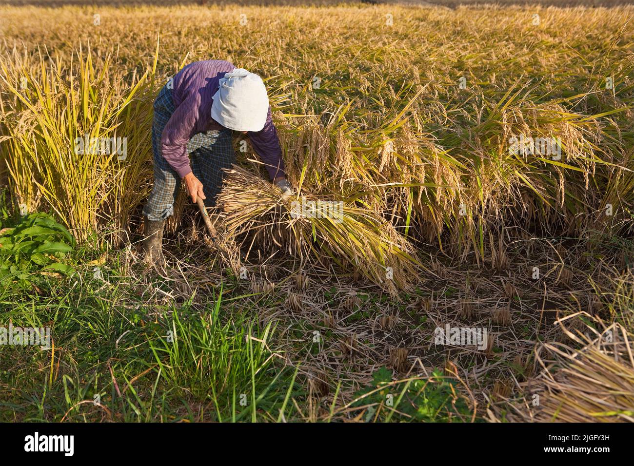 An elderly woman cuts rice stalks at harvest in rural Kumamoto, Kyushu, in Japan Stock Photo