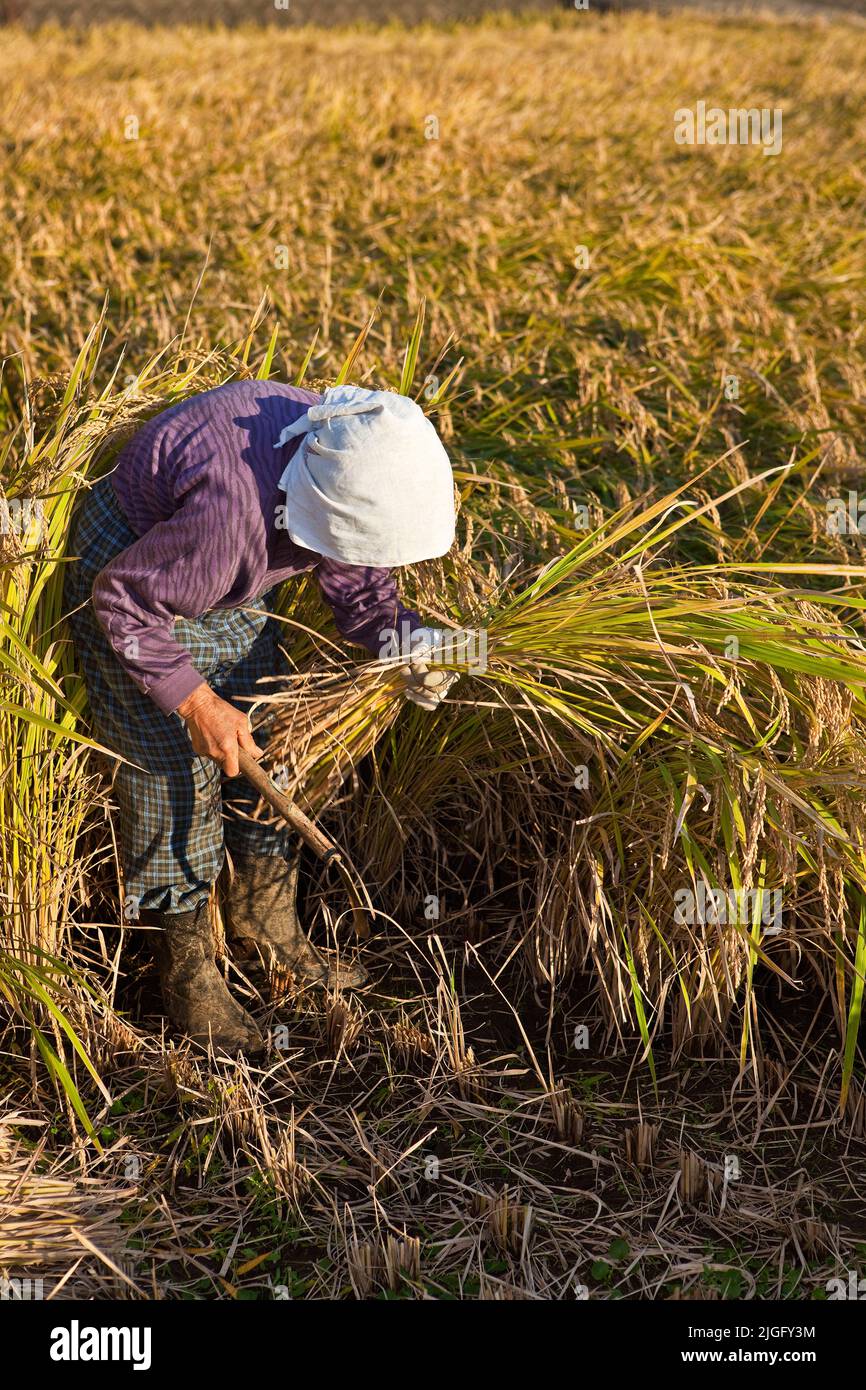 An elderly woman cuts rice stalks at harvest in rural Kumamoto, Kyushu ...